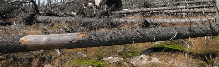 Fallen tree clean up