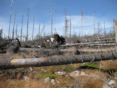 Fallen Tree Cleanup