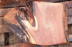 Live Edge Oak Slab id 3011 Back Side