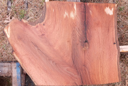 Live Edge Oak Slab id 3014 Front Side