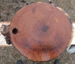 Live Edge Oak Round id 401 Top Side