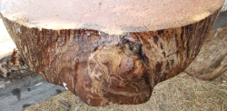 Live Edge Oak Slab id 3014 Burl 2