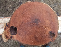 Live Edge Oak Round id 401 Bottom Side